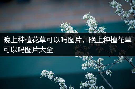 晚上种植花草可以吗图片，晚上种植花草可以吗图片大全