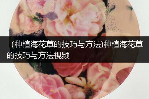 （种植海花草的技巧与方法)种植海花草的技巧与方法视频