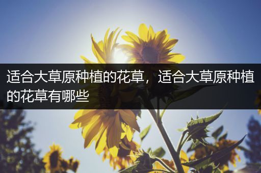 适合大草原种植的花草，适合大草原种植的花草有哪些