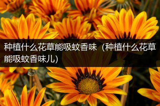 种植什么花草能吸蚊香味（种植什么花草能吸蚊香味儿）
