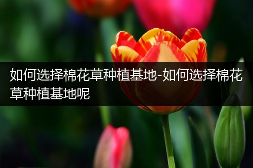 如何选择棉花草种植基地-如何选择棉花草种植基地呢