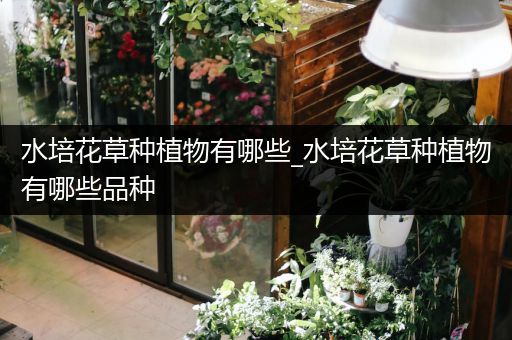 水培花草种植物有哪些_水培花草种植物有哪些品种