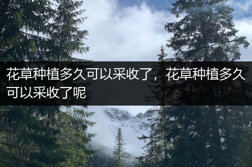 花草种植多久可以采收了，花草种植多久可以采收了呢
