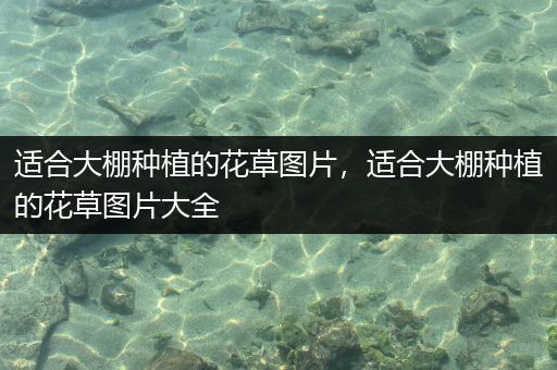 适合大棚种植的花草图片，适合大棚种植的花草图片大全