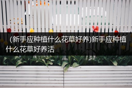 （新手应种植什么花草好养)新手应种植什么花草好养活