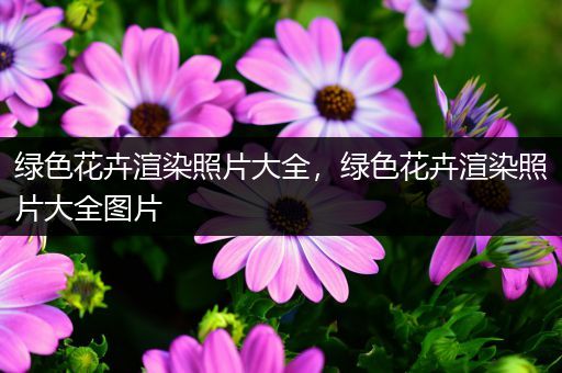 绿色花卉渲染照片大全，绿色花卉渲染照片大全图片