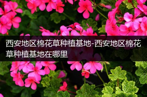 西安地区棉花草种植基地-西安地区棉花草种植基地在哪里
