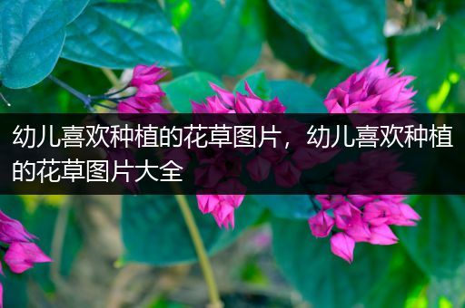 幼儿喜欢种植的花草图片，幼儿喜欢种植的花草图片大全