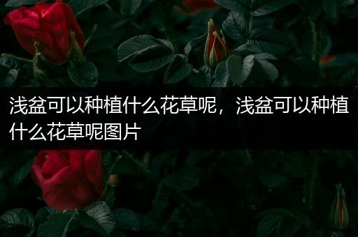 浅盆可以种植什么花草呢，浅盆可以种植什么花草呢图片