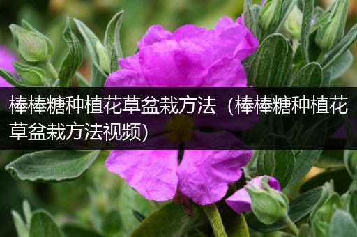 棒棒糖种植花草盆栽方法（棒棒糖种植花草盆栽方法视频）
