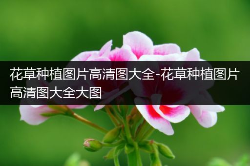 花草种植图片高清图大全-花草种植图片高清图大全大图