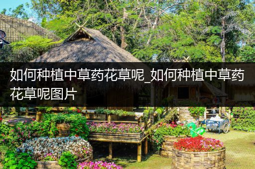 如何种植中草药花草呢_如何种植中草药花草呢图片