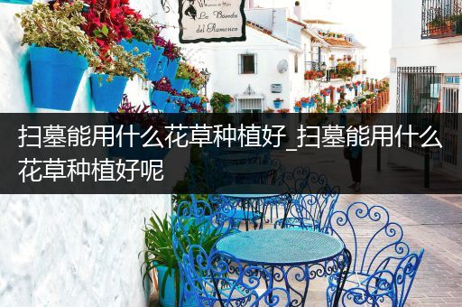 扫墓能用什么花草种植好_扫墓能用什么花草种植好呢