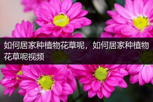 如何居家种植物花草呢，如何居家种植物花草呢视频