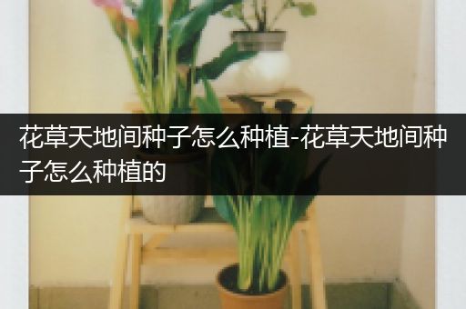 花草天地间种子怎么种植-花草天地间种子怎么种植的
