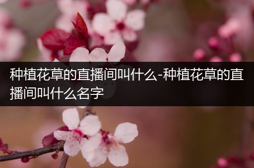 种植花草的直播间叫什么-种植花草的直播间叫什么名字