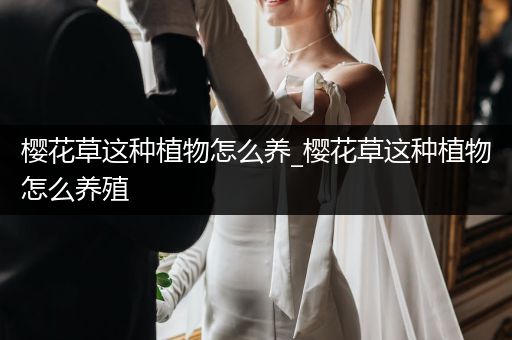 樱花草这种植物怎么养_樱花草这种植物怎么养殖