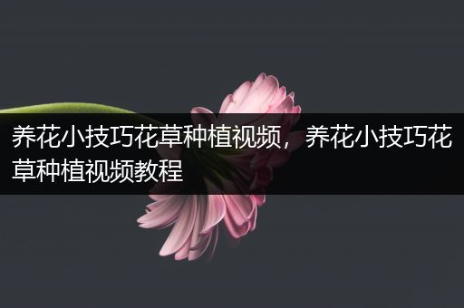 养花小技巧花草种植视频，养花小技巧花草种植视频教程