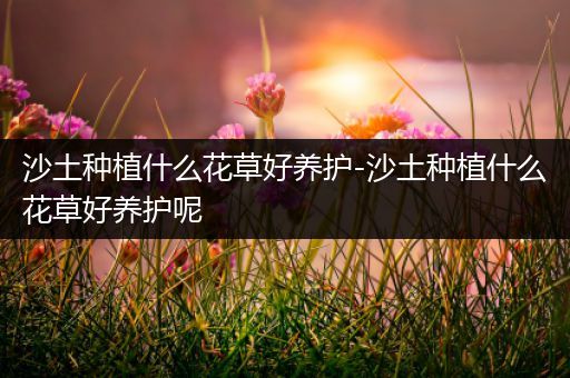 沙土种植什么花草好养护-沙土种植什么花草好养护呢