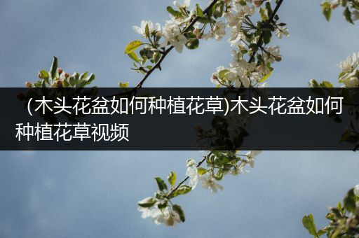 （木头花盆如何种植花草)木头花盆如何种植花草视频