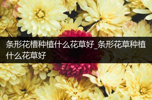 条形花槽种植什么花草好_条形花草种植什么花草好