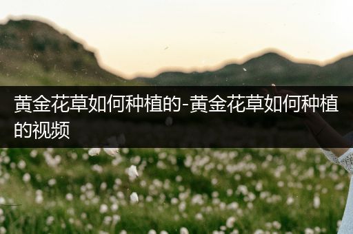 黄金花草如何种植的-黄金花草如何种植的视频
