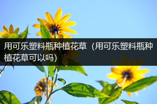 用可乐塑料瓶种植花草（用可乐塑料瓶种植花草可以吗）