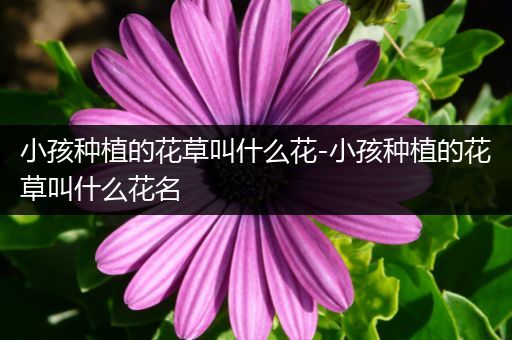 小孩种植的花草叫什么花-小孩种植的花草叫什么花名