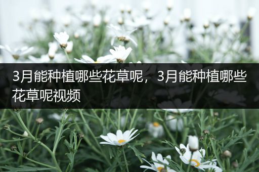 3月能种植哪些花草呢，3月能种植哪些花草呢视频