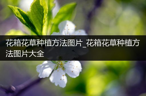 花箱花草种植方法图片_花箱花草种植方法图片大全