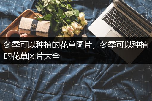 冬季可以种植的花草图片，冬季可以种植的花草图片大全