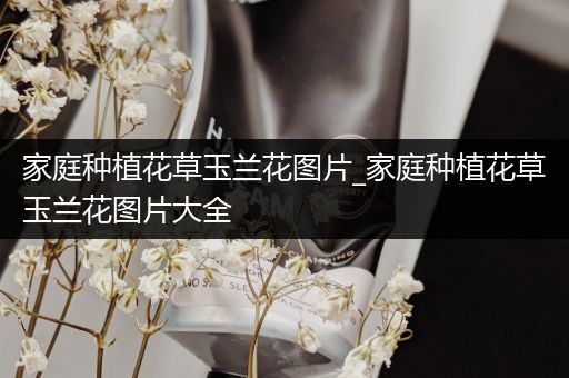 家庭种植花草玉兰花图片_家庭种植花草玉兰花图片大全