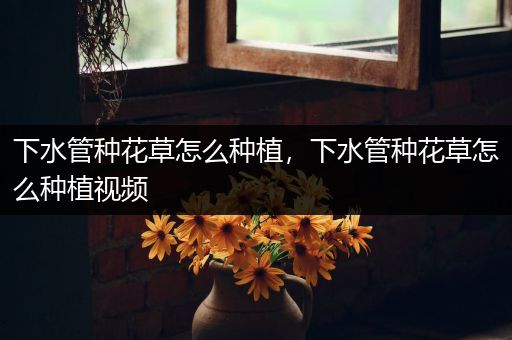 下水管种花草怎么种植，下水管种花草怎么种植视频