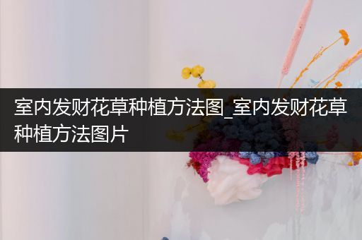 室内发财花草种植方法图_室内发财花草种植方法图片