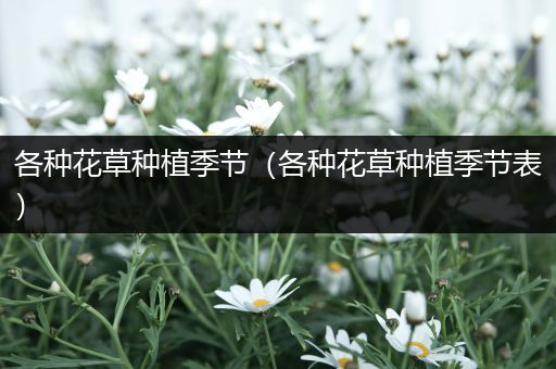 各种花草种植季节（各种花草种植季节表）