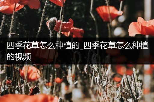 四季花草怎么种植的_四季花草怎么种植的视频