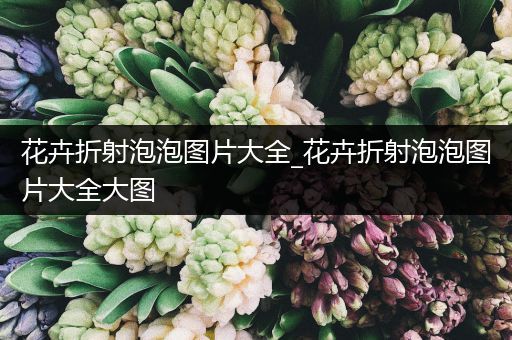 花卉折射泡泡图片大全_花卉折射泡泡图片大全大图