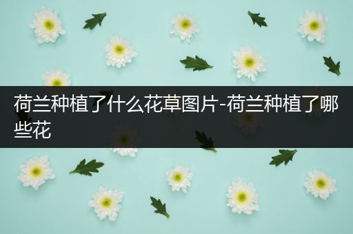 荷兰种植了什么花草图片-荷兰种植了哪些花