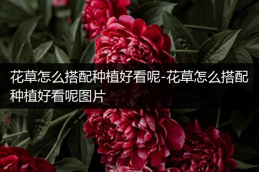 花草怎么搭配种植好看呢-花草怎么搭配种植好看呢图片