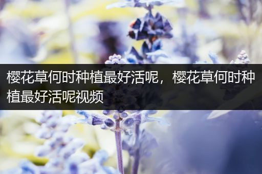 樱花草何时种植最好活呢，樱花草何时种植最好活呢视频