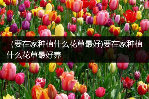 （要在家种植什么花草最好)要在家种植什么花草最好养