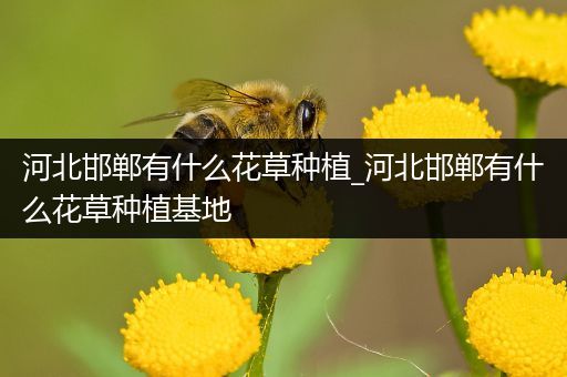 河北邯郸有什么花草种植_河北邯郸有什么花草种植基地