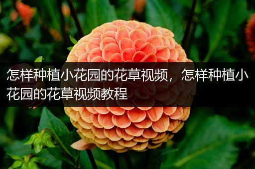 怎样种植小花园的花草视频，怎样种植小花园的花草视频教程