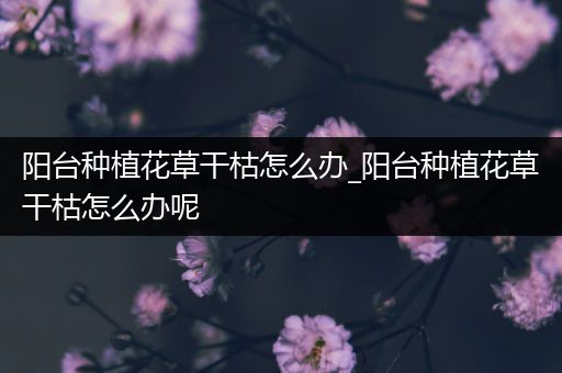阳台种植花草干枯怎么办_阳台种植花草干枯怎么办呢
