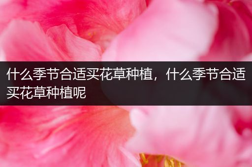 什么季节合适买花草种植，什么季节合适买花草种植呢