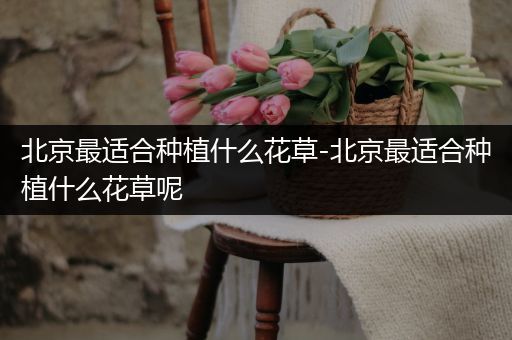 北京最适合种植什么花草-北京最适合种植什么花草呢