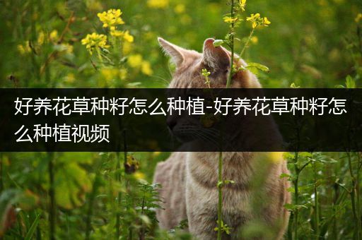 好养花草种籽怎么种植-好养花草种籽怎么种植视频