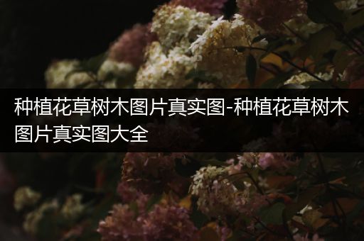 种植花草树木图片真实图-种植花草树木图片真实图大全