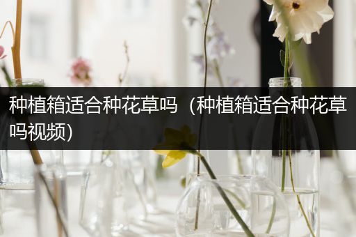 种植箱适合种花草吗（种植箱适合种花草吗视频）