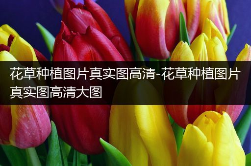 花草种植图片真实图高清-花草种植图片真实图高清大图